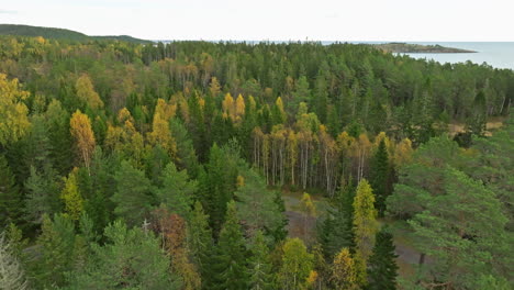 Erhebt-Sich-Auf-Einem-Weißen-Lieferwagen,-Der-In-Herbstlichen-Waldbäumen-In-Schweden-Geparkt-Ist