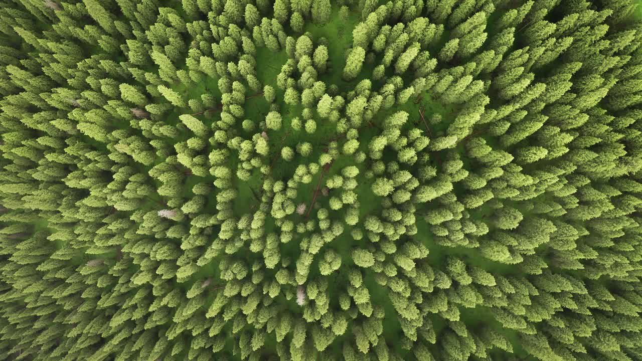 деревья и луга под белыми облаками.