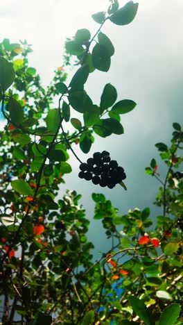 natural wild meadow berries ripen on green hedgerow bush vertical