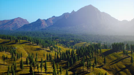 pine forest in the mountains on the greek island