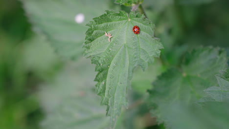 Mariquita-En-Una-Hoja-Verde-De-Planta-En-El-Jardín