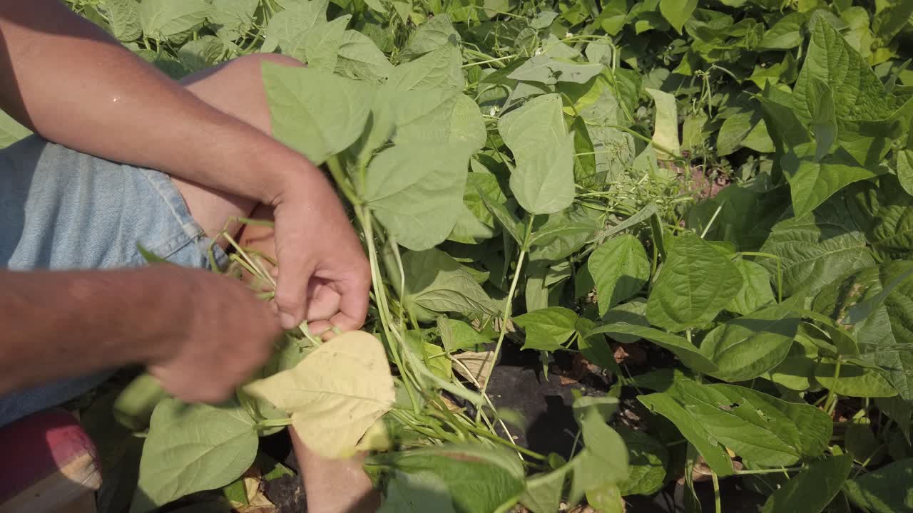 mirando hacia abajo a las plantas mientras el granjero recoge judías verdes afuera bajo el sol caliente-2