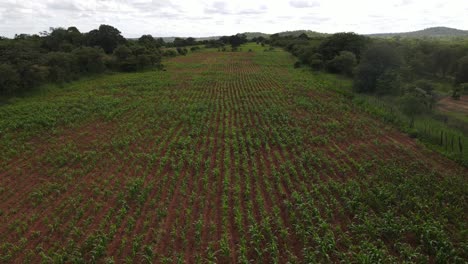 Drone-footage-showcases-lush-millet-fields-in-rural-Africa,-portraying-agricultural-tradition-and-community-livelihoods