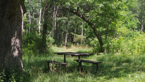 empty picnic table in sunny green forest