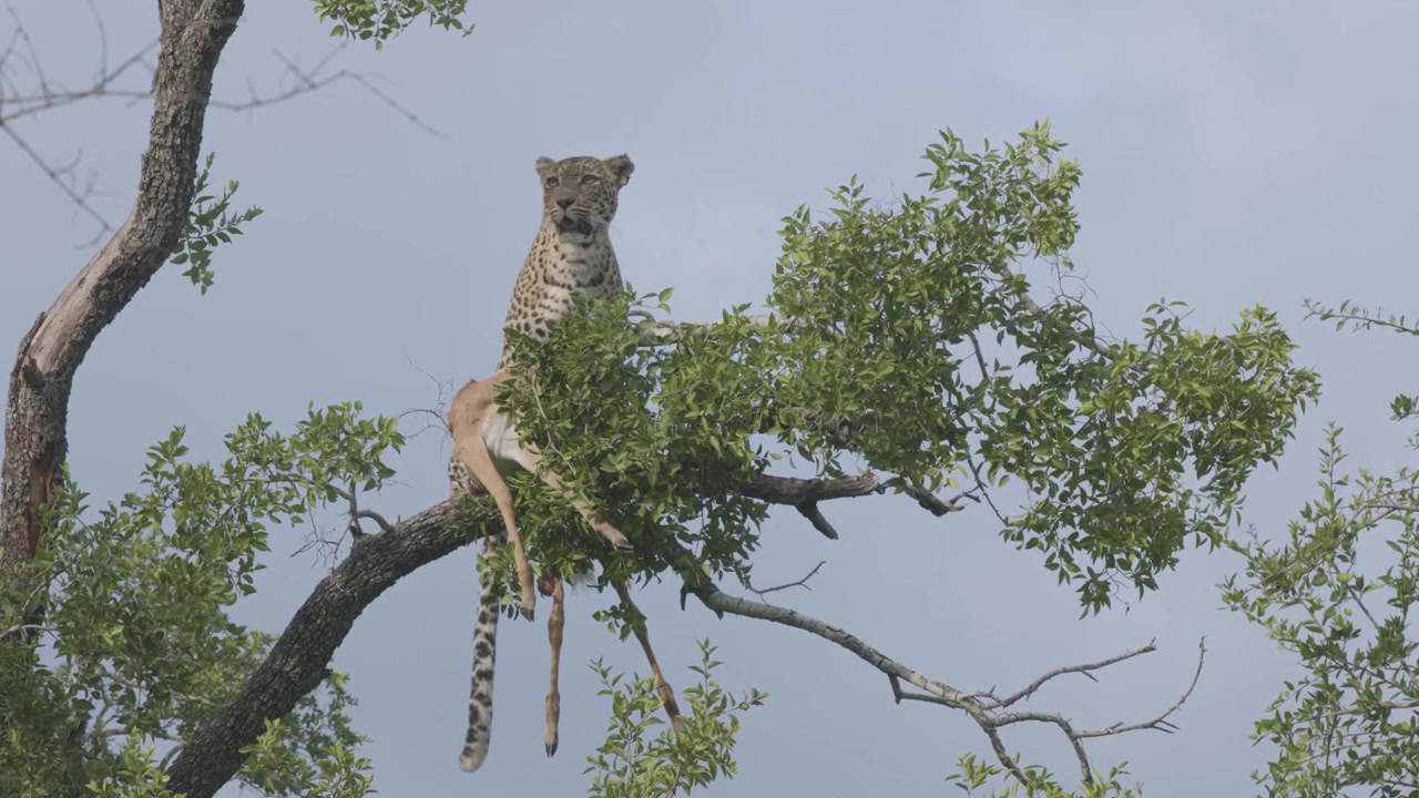 Vahşi doğada avlanma davranışını sergileyen, bir impala leşi tutarak ağaç dalında oturan bir Afrika leoparı (Panthera pardus)