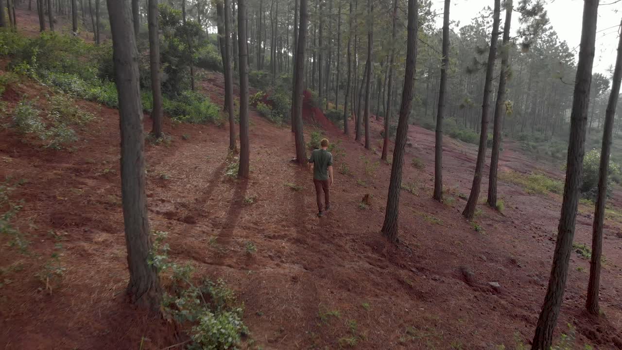 Aerial shot tracking a bearded ginger outdoors man from behind as he walks through a pine forest on a mountain