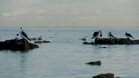 little pied cormorants sitting on coastline - ocean a group of little pied cormorant sitting on rock