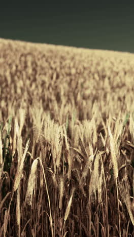 golden wheat field