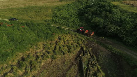 Roter-Alter-Traktor-Bei-Sonnenuntergang-In-Der-Nähe-Von-Kühen-Und-Grünen-Feldern,-Die-Die-Straße-Hinuntergehen