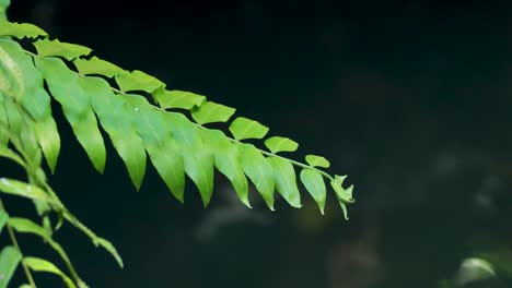 primer plano de una hoja de helecho