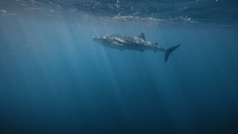 Full-body-profile-view-of-whale-shark-underwater-with-light-rays-passing-across-deep-ocean-water