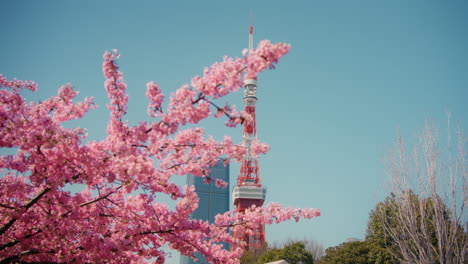 tokyo skytree with cherry blossoms