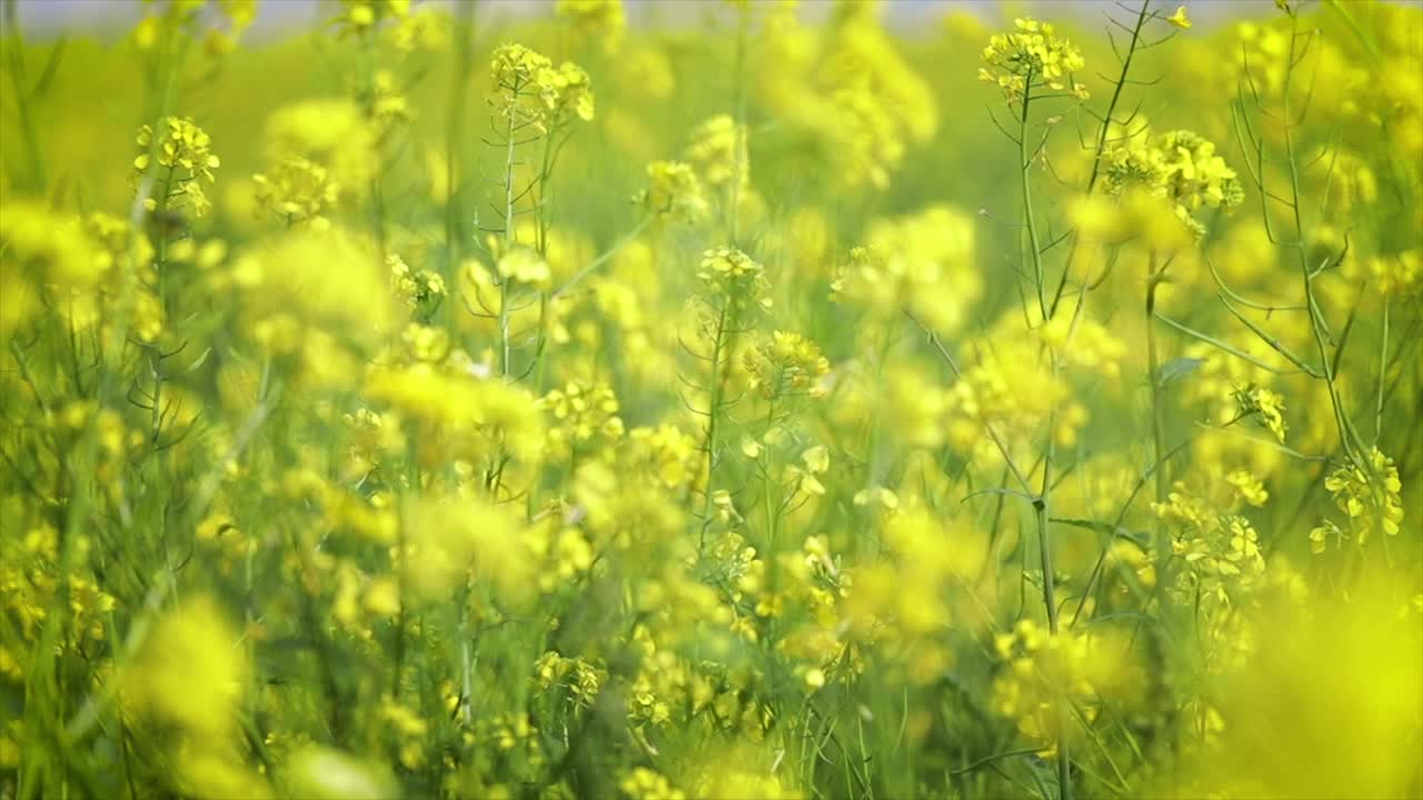 Mustard flowers. Mustard &ndash; mystical flower of happiness and health.