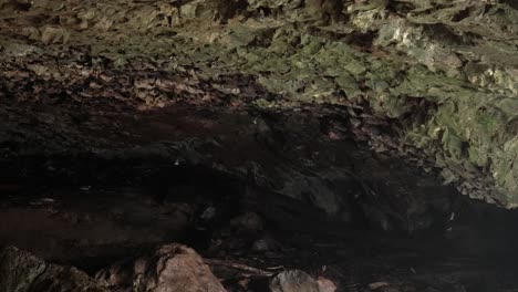 bat cave flying mammals inside springbrook national park australia nature