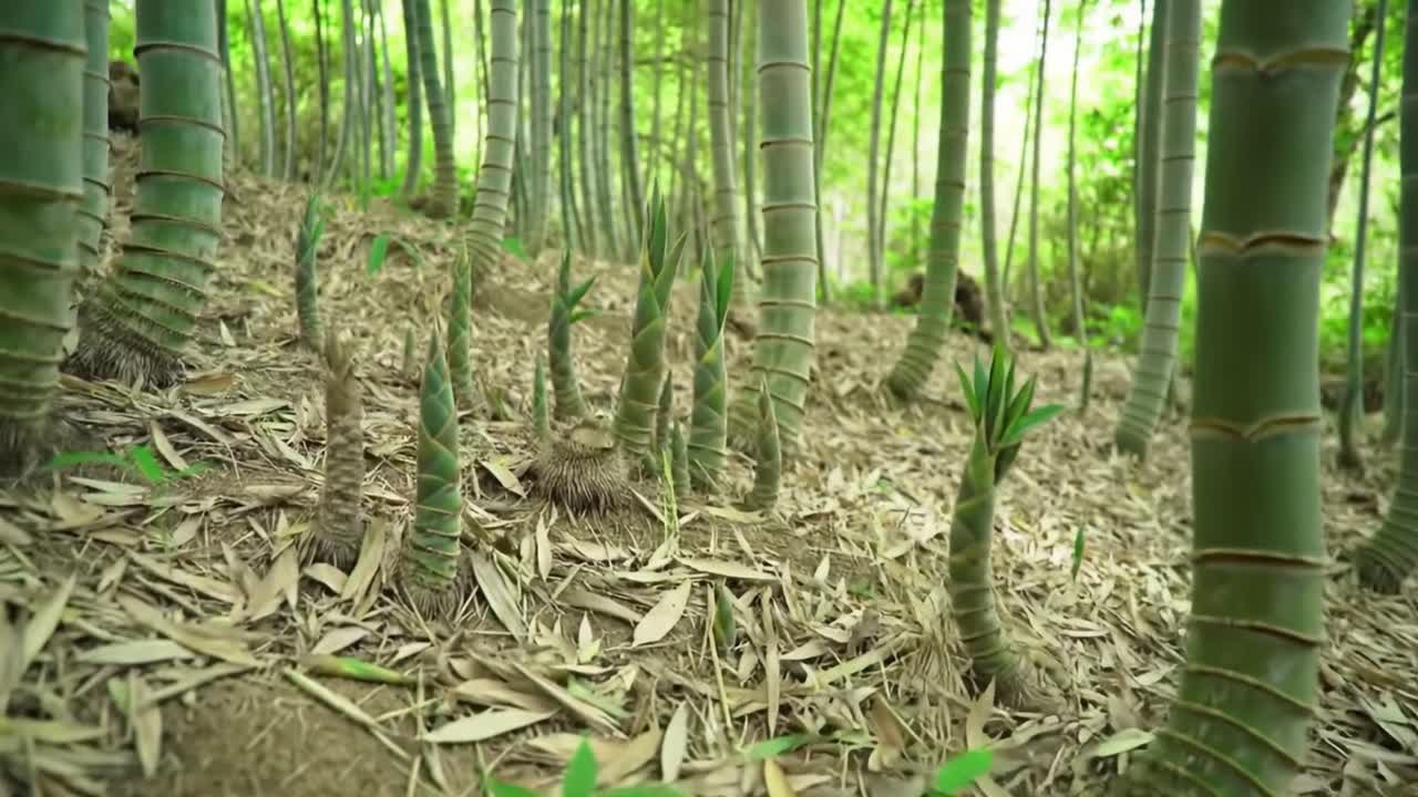 New bamboo shoots are breaking through the soil in a vibrant forest. The lush greenery and surrounding trees create a tranquil environment, perfect for growth and renewal.