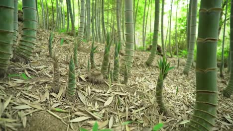 new bamboo shoots are breaking through the soil in a vibrant forest. the lush greenery and surrounding trees create a tranquil environment, perfect for growth and renewal.