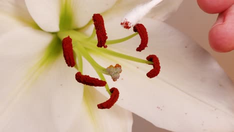 close-up of a lily flower being pollinated manually using a cotton swab, highlighting the stamen and anther