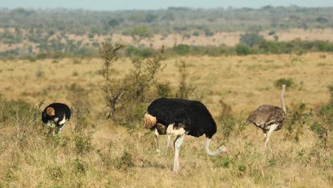 wide shot of ostriches feeding in the open savannah, greater kruger