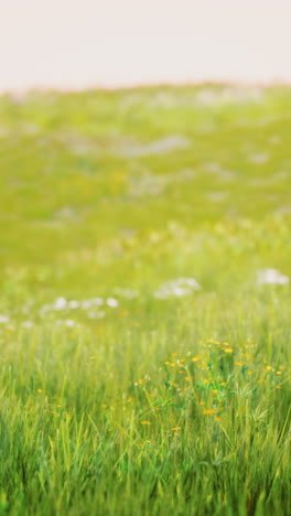 a lush green field with yellow wildflowers