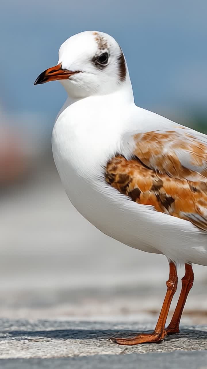 A Beautiful Gazing Bird with Unique Feather Patterns: Capturing the Essence of Nature's Avian Life on Display
