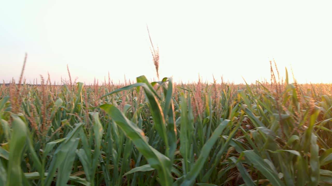 extremo primer plano de un avión no tripulado de un campo de maíz verde al atardecer de verano