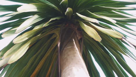 Close-up-view-from-bottom-to-up-of-palm-tree