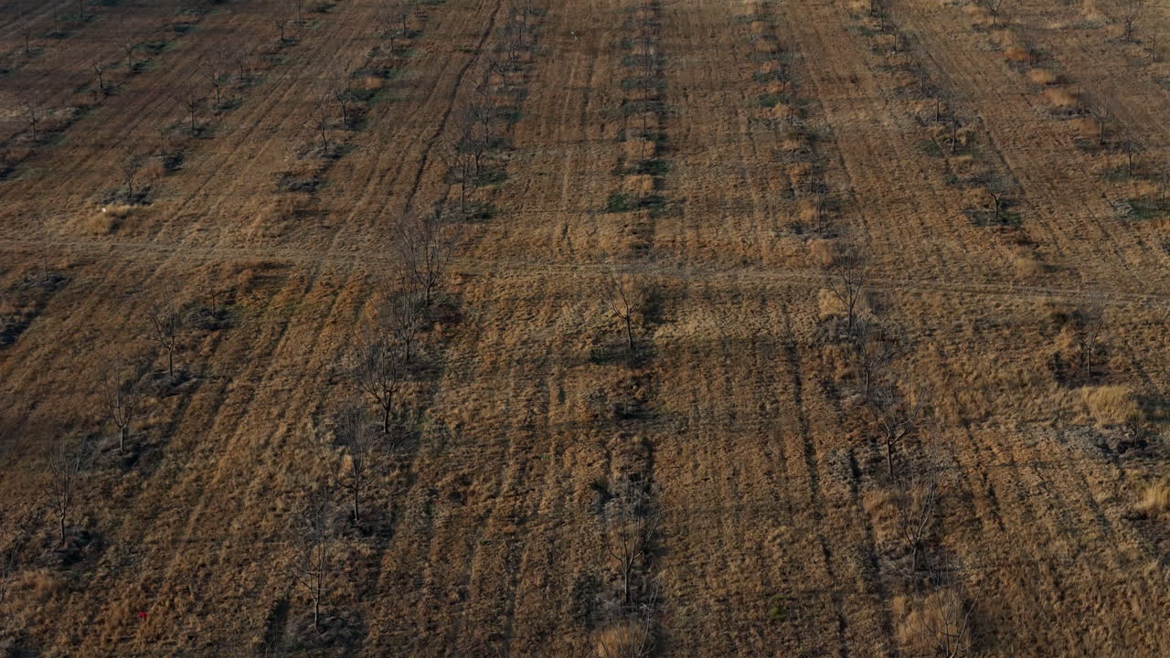 Drone footage of drought-stricken nut tree plantation's impact on agriculture