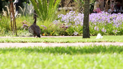 Duck-walking-and-ruffling-feathers-in-a-park,-back-view