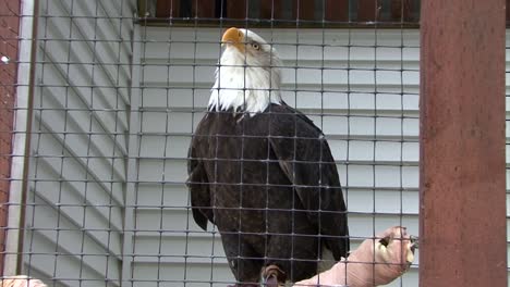 águila-Calva-En-Cautiverio.-Centro-De-Rapaces-De-Alaska