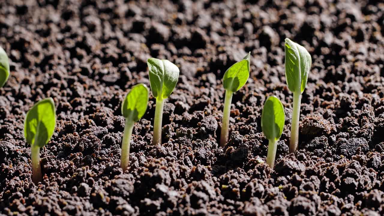 Video ravvicinato di piccoli germogli verdi che emergono dal terreno scuro, ripreso da un'angolazione bassa.
