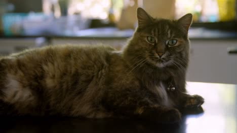 el gato en casa 4k