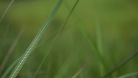 una hierba perenne originaria de asia tropical y subtropical y también introducida en varios países