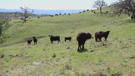 white faced cow watches the camera while the cattle in the distant graze about their day