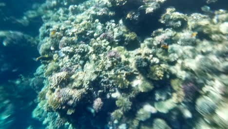 underwater sea fish. tropical fish reef marine. colourful underwater seascape. reef coral scene. coral garden seascape. colourful tropical coral reefs.