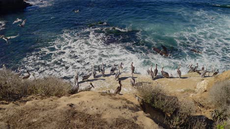 Pelicans-flying-by-and-sitting-on-a-seaside-cliff