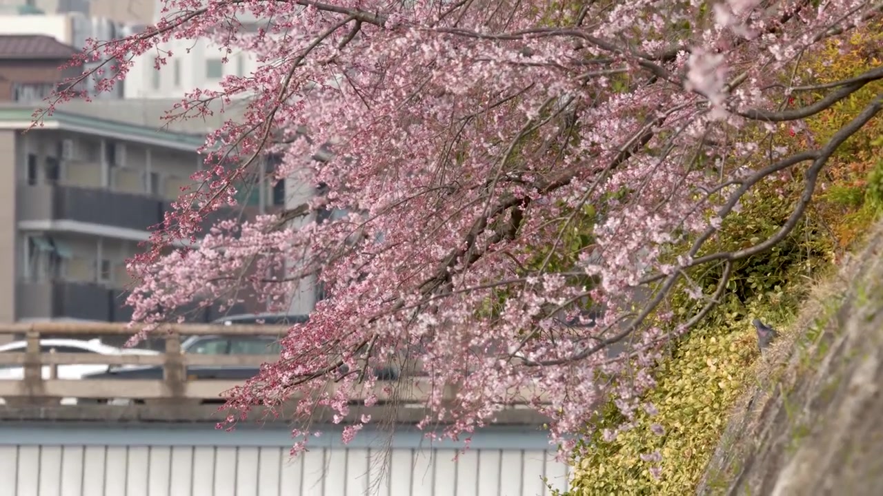 Inquadratura fissa di rami di sakura in fiore che si protendono su una riva del fiume con il traffico cittadino che attraversa un ponte.