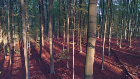 Looking-down-on-a-red-forest-floor-lit-in-sunlight-shadow,-aerial