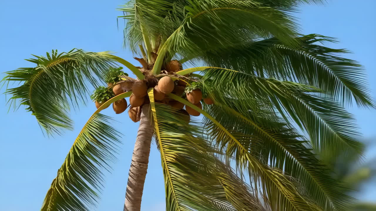 Tropical Coconut Palm Tree Against Blue Sky