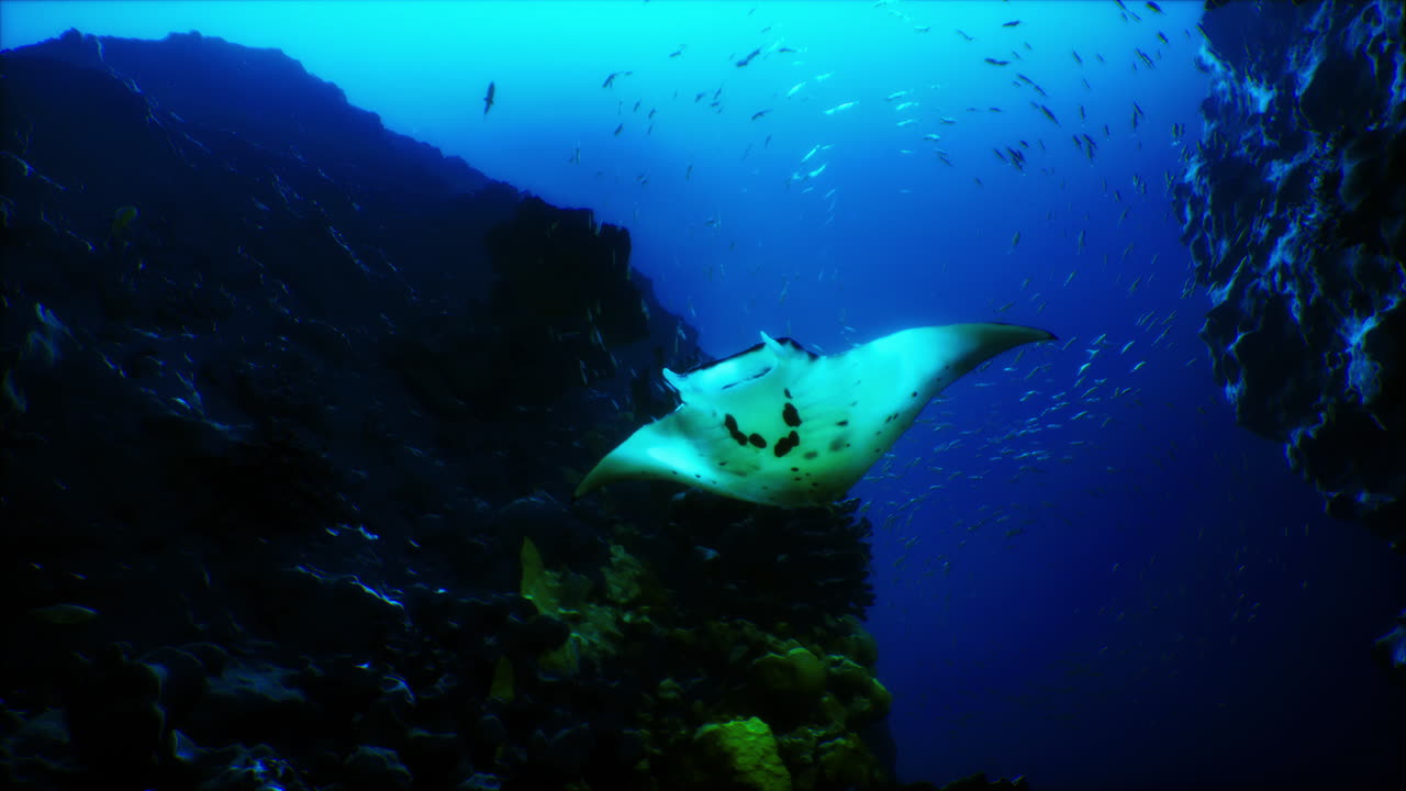 una majestuosa manta raya se desliza con gracia a través de las aguas cristalinas de un vibrante arrecife de coral.