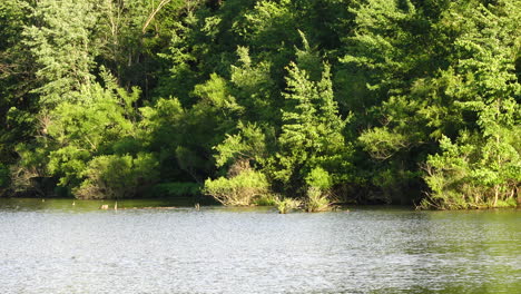 The-lake-shore-lined-with-trees-in-the-beautiful-wilderness