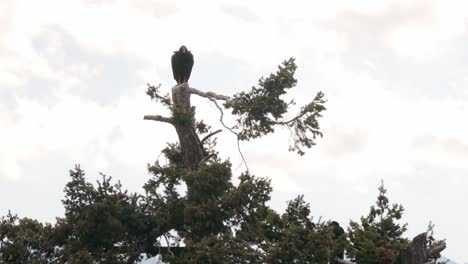 scanning turkey vulture in the top of a pine tree looking for food in the rocky mountains of colorado