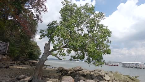 Ein-Einsamer-Baum-An-Einem-Felsigen-Strand-Im-Sommerwind