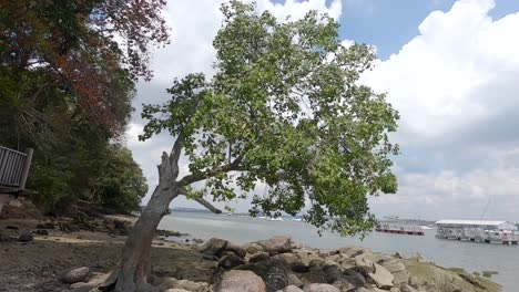 un árbol solitario en una playa rocosa en la brisa de verano