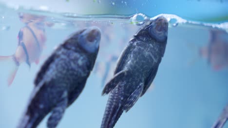 two dark colored suckermouth catfish stick to aquarium glass, close up