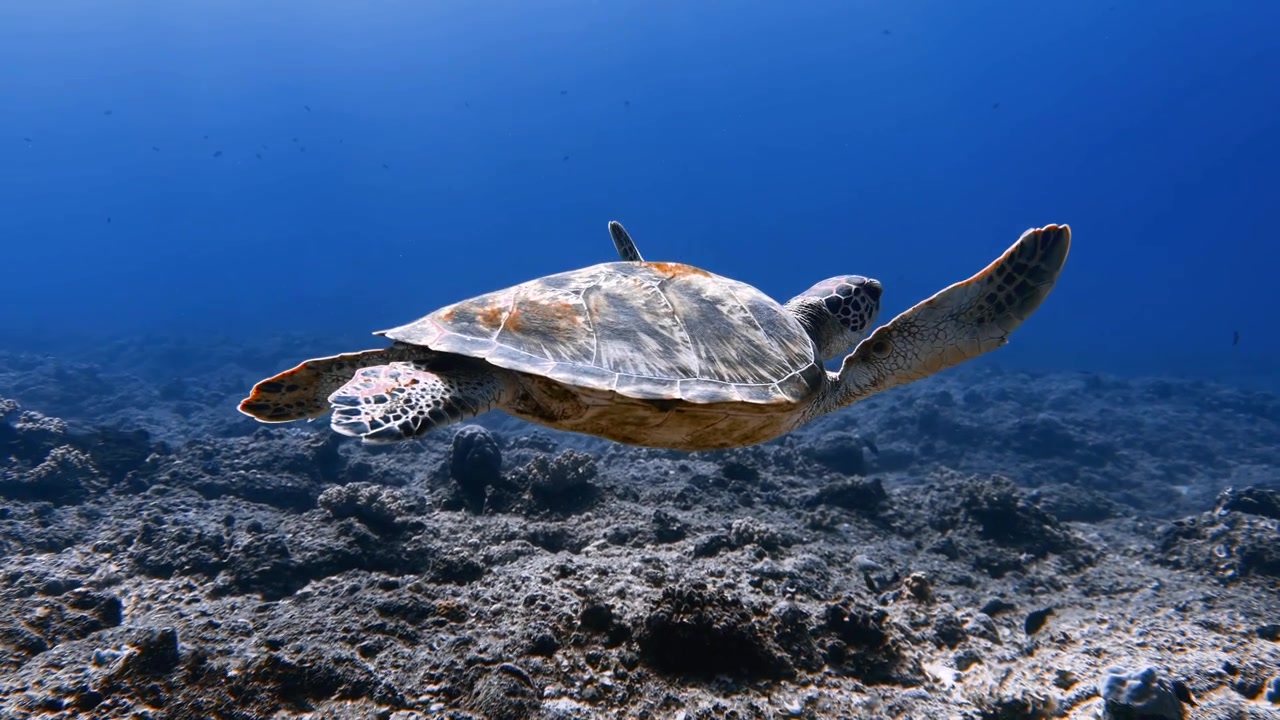 Een groene zeeschildpad glijdt boven de oceaanbodem in Mauritius. Vreedzame onderwaterbeelden van wilde dieren zijn ideaal voor zeebescherming, reizen, natuur en storytelling over het milieu.