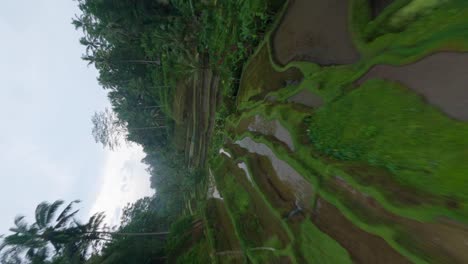 fpv drone shot of wet rice fields in bali between palm trees