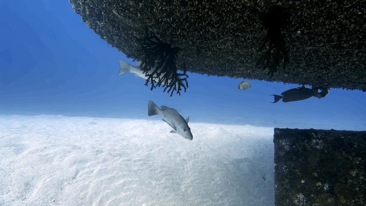 Mangrove snapper swimming beneath the Djabeda shipwreck in Mauritius. Underwater wildlife footage showing reef fish around a historic wreck and an artificial marine habitat.