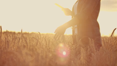 young woman farmer in wheat field on sunset background. a girl plucks wheat spikes then uses a tablet. the farmer is preparing to harvest