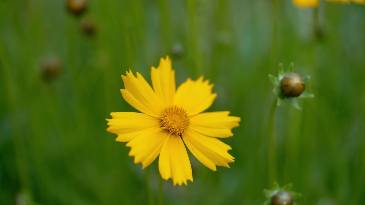 Yellow flowers in garden. Coreopsis. Summer flowers.