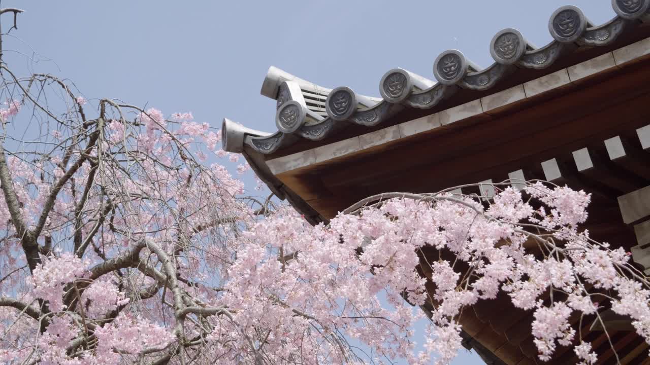 Beautiful roof of Japanese temple with cherry blossoms